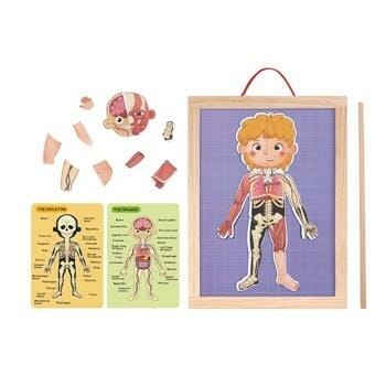 OJAM Online Shopping - Tooky Toy Co Body Magnetic Chart 30x40x1cm Toys