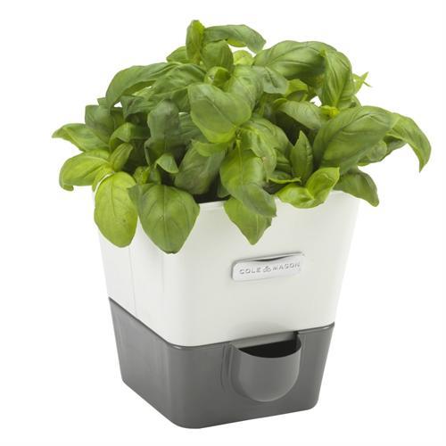 OJAM Online Shopping - Cole & Mason Self Watering Herb Keeper Single